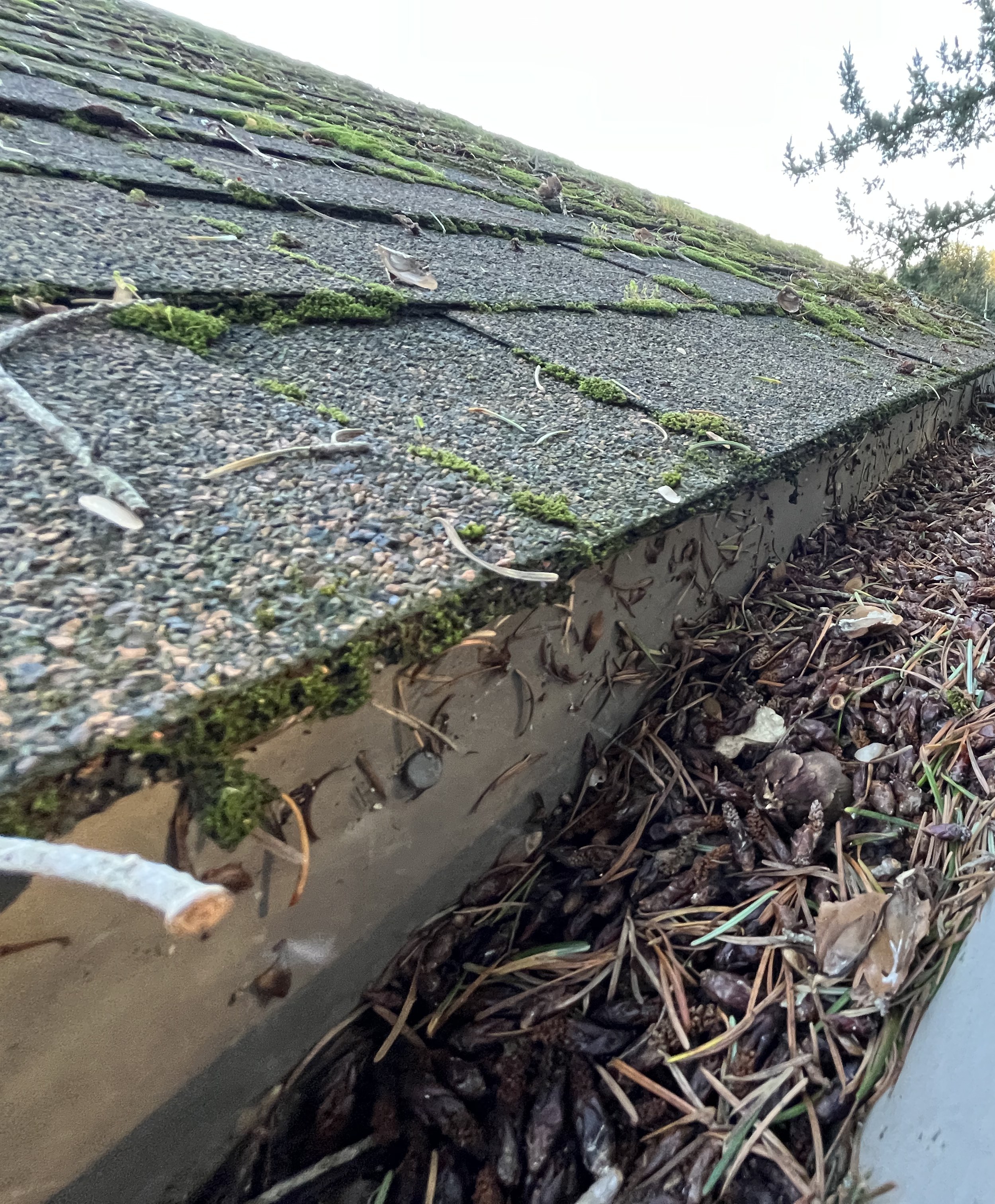 A Northern California gutter packed full of alder catkins from end to end, with near-full-coverage moss carpeting the asphalt shingle roof above and aluminum oxidation on the back wall — alder volume documentation