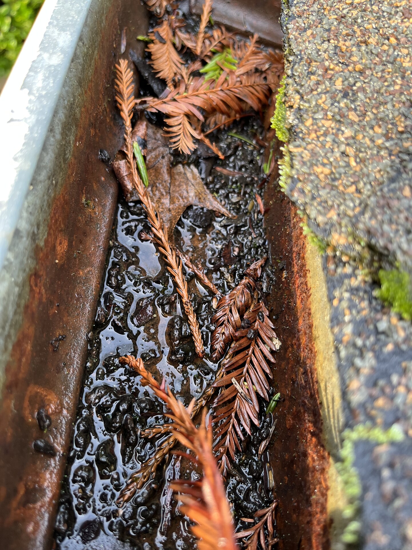 Moss and organic debris accumulated on metal gutter guards with visible oxidation and roof edge damage — Marin County inspection