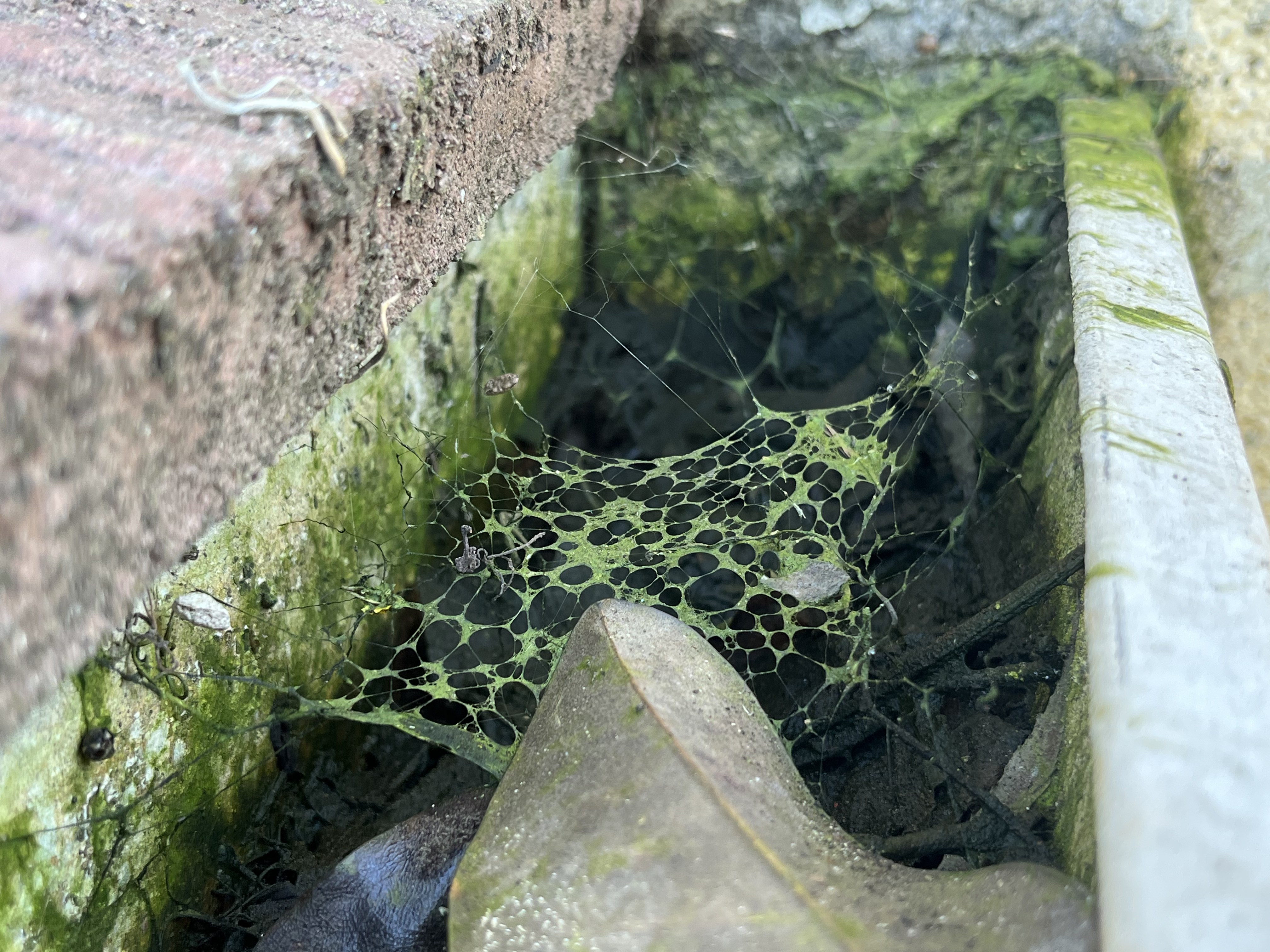 An algae-coated spider web spanning the corner of a concrete channel gutter — water has not moved through here long enough for the web itself to grow algae