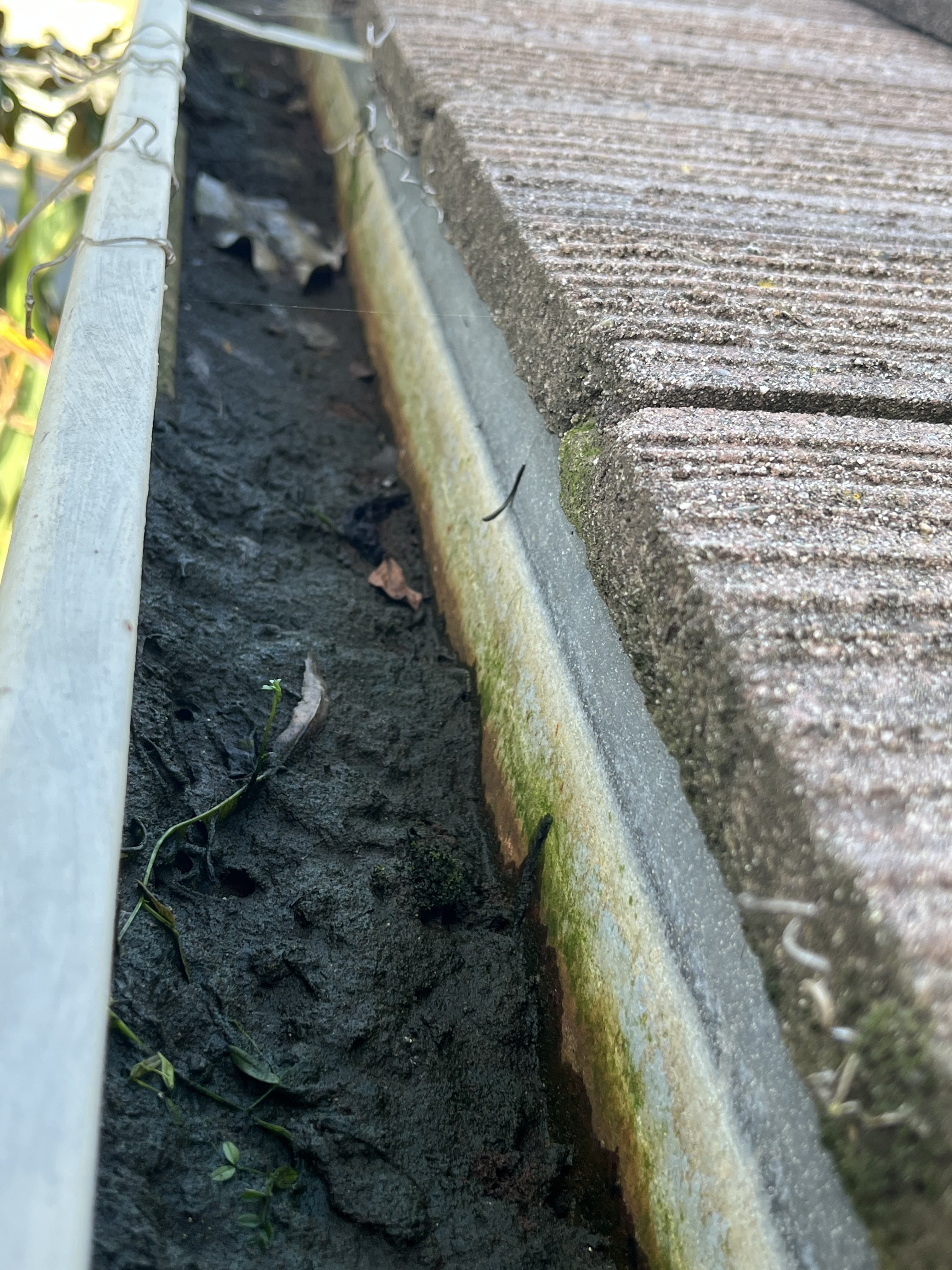 A bright green-yellow algae band running the full length of the back wall of a Northern California gutter — wet-season biological evidence of years of standing moisture at the shingle waterline