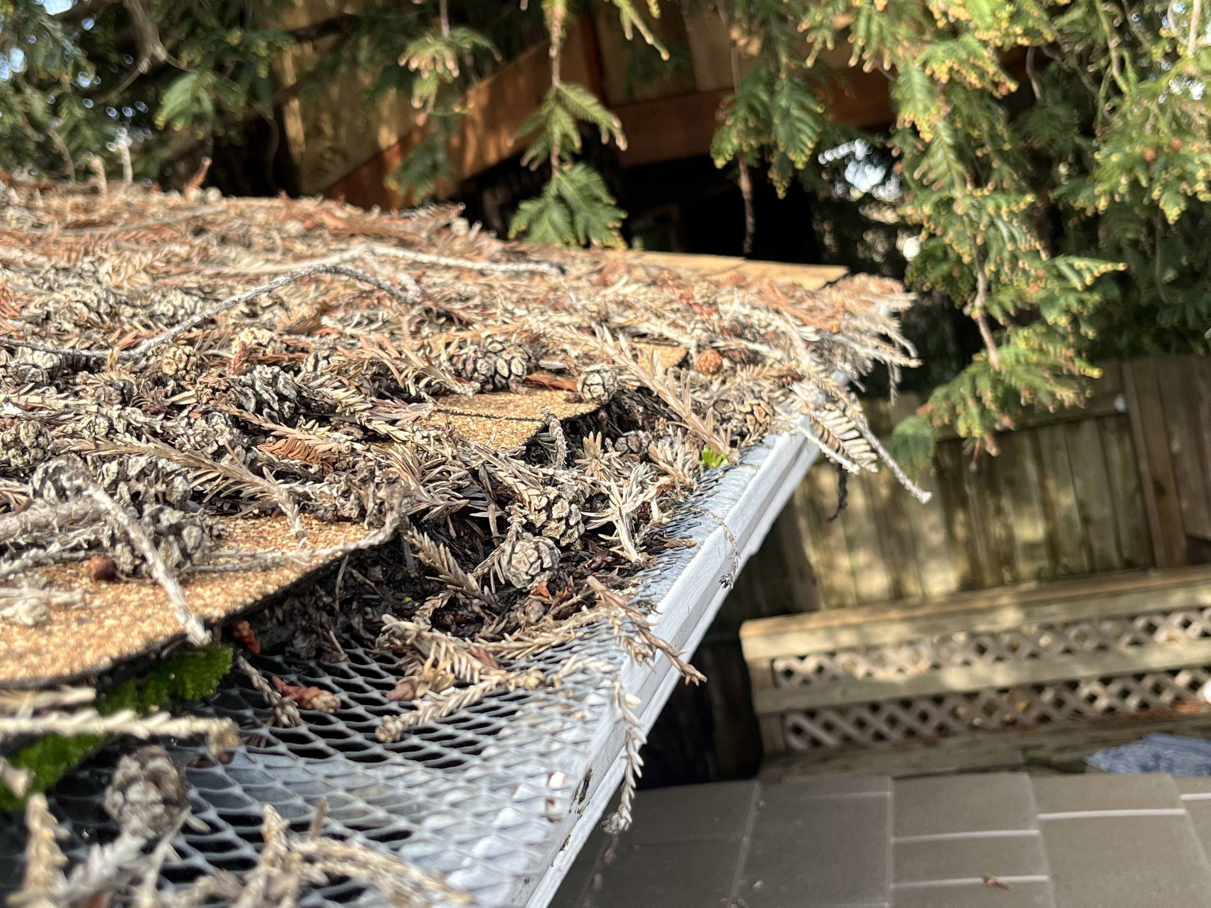 Pine cones, conifer fronds, and a compacted needle mat completely covering an expanded metal screen guard end-to-end