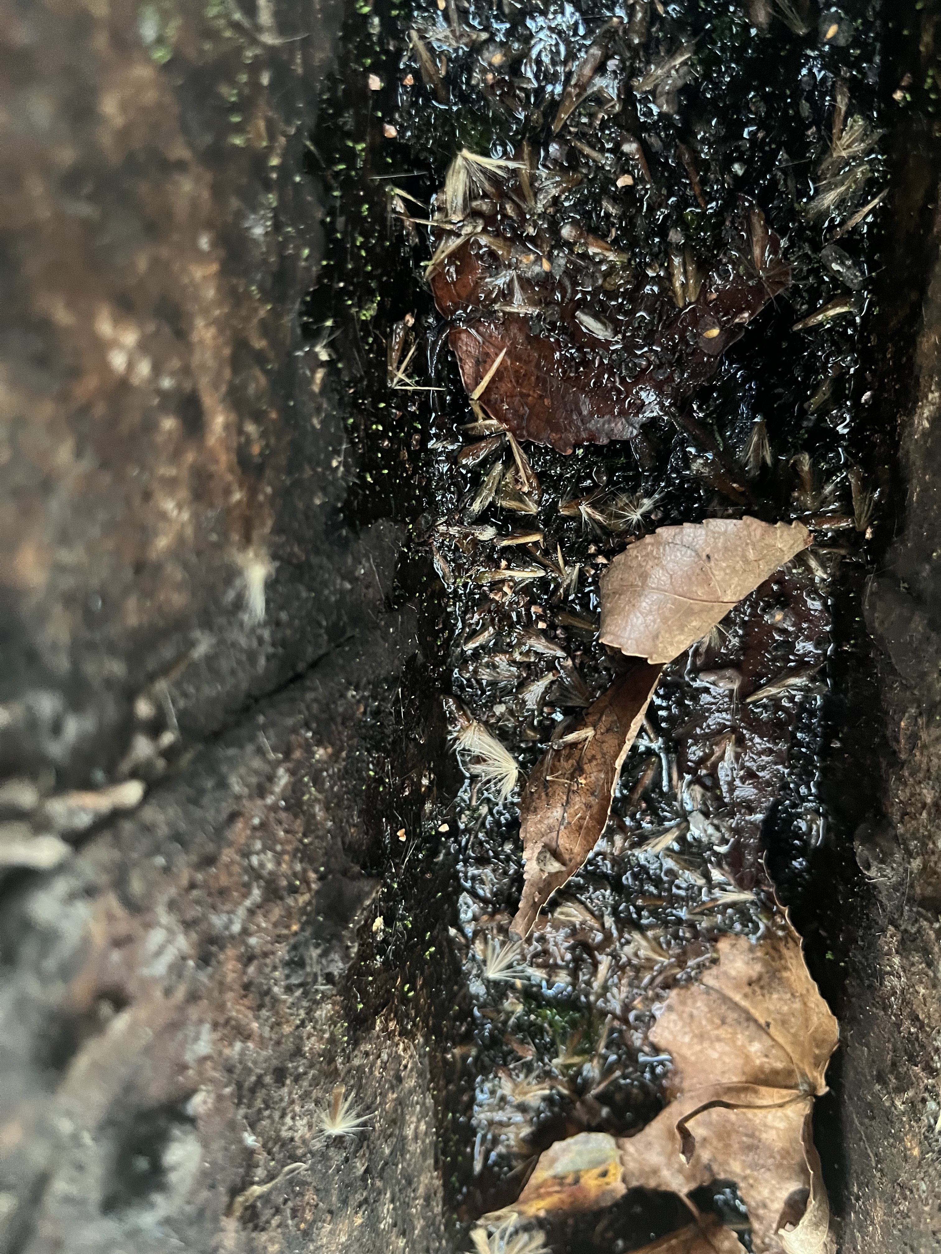 Dandelion parachute seeds scattered across the debris layer inside a rusted Northern California gutter — seed deposition before germination