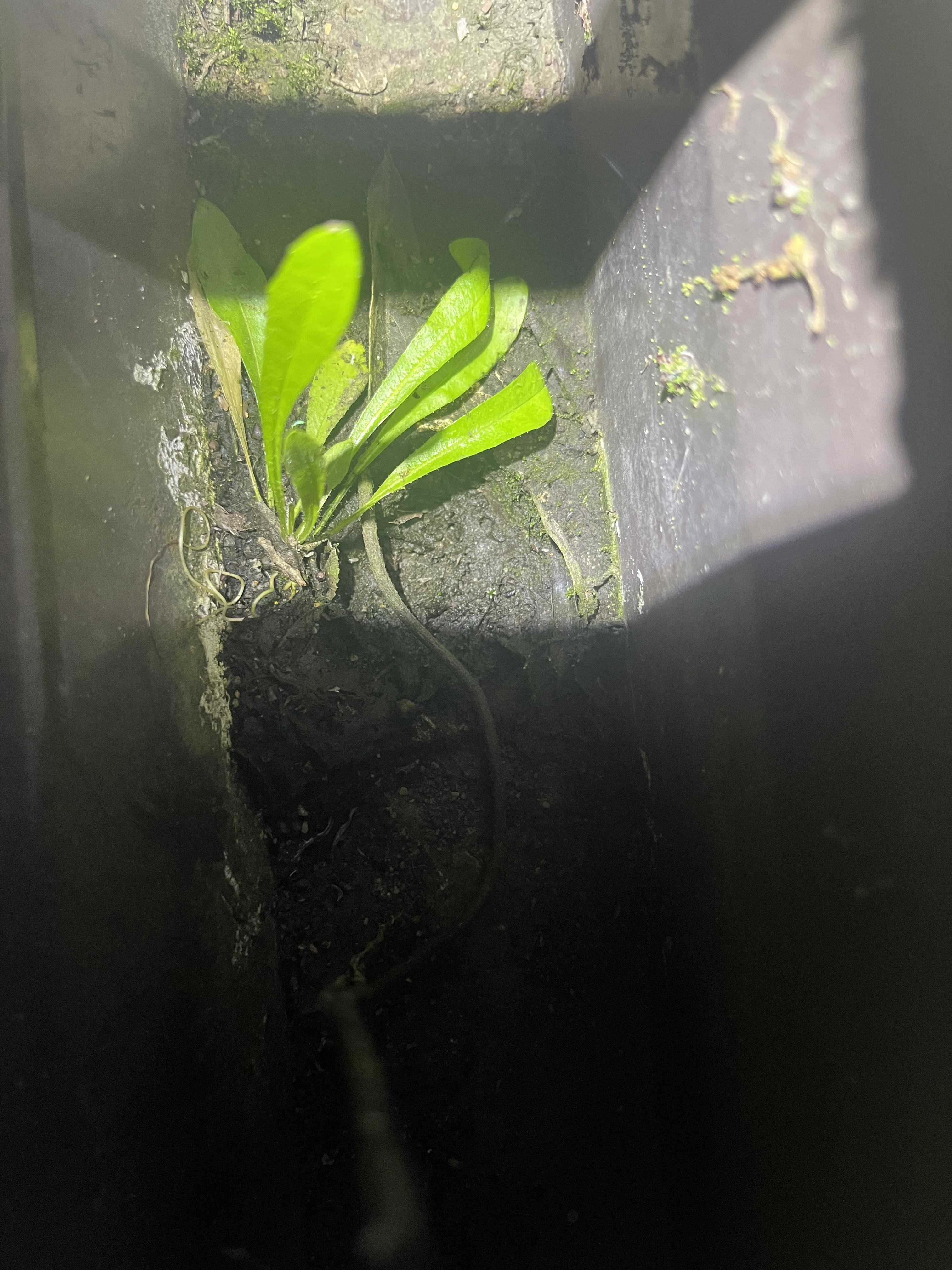 Inside the same gutter — organic buildup with plant growth beginning to establish roots