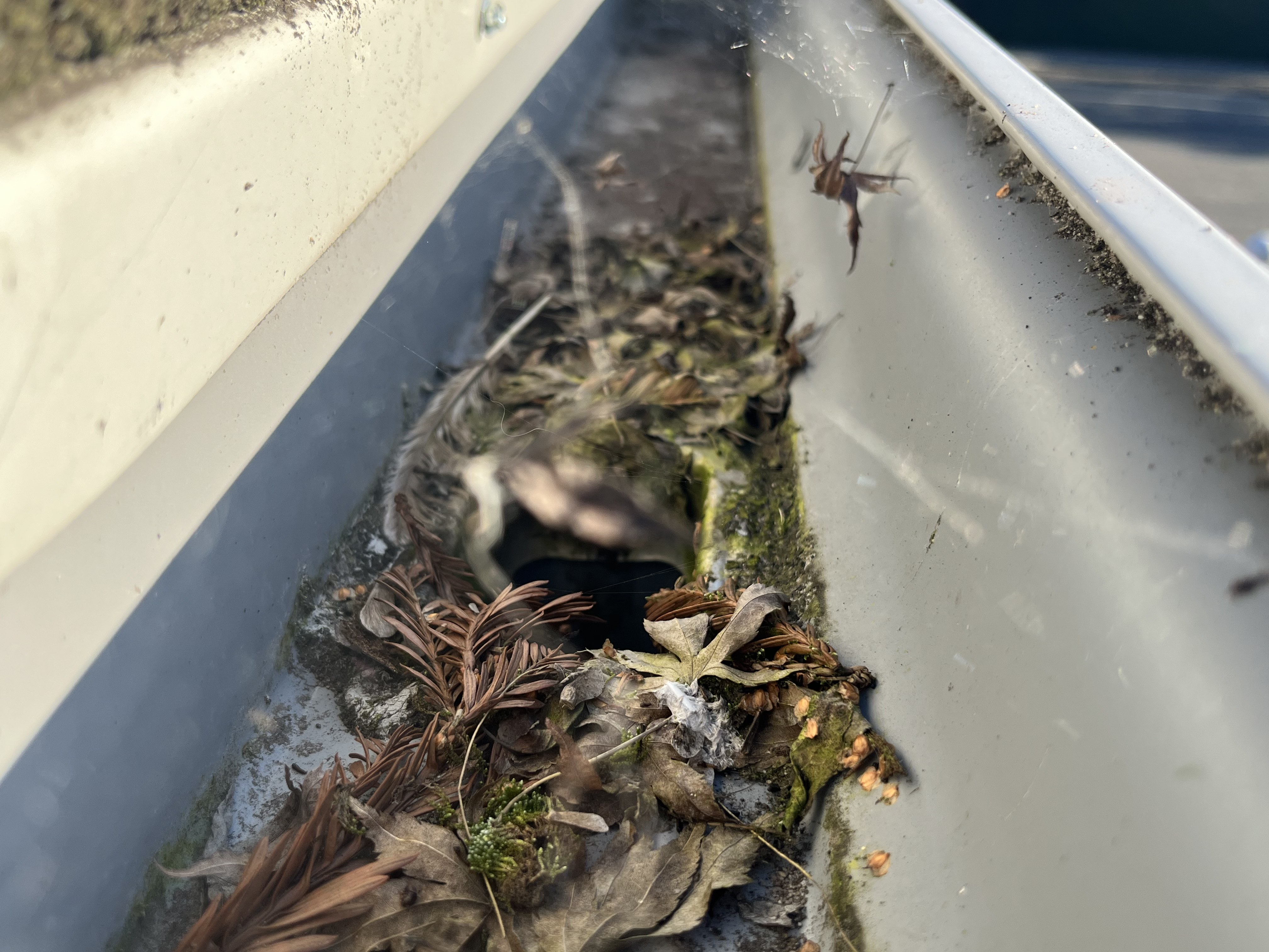 A spider sitting in its web spanning the channel of a Northern California gutter — biological evidence that no water has moved through this section in months