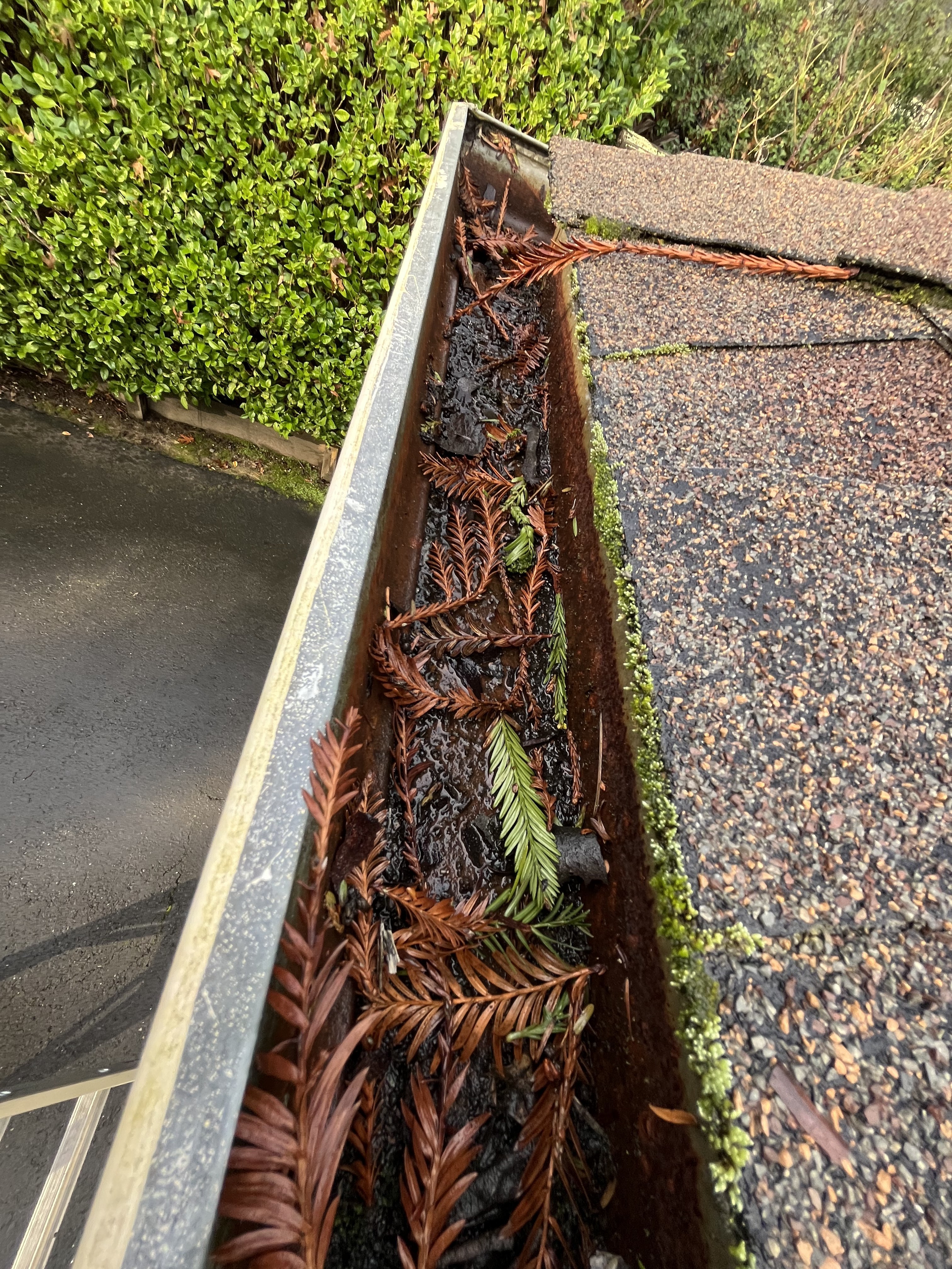 A ladder view down the length of a Northern California gutter packed with redwood fronds and moss-rooted shingles — the conditions that produce fascia rot, fully invisible from below