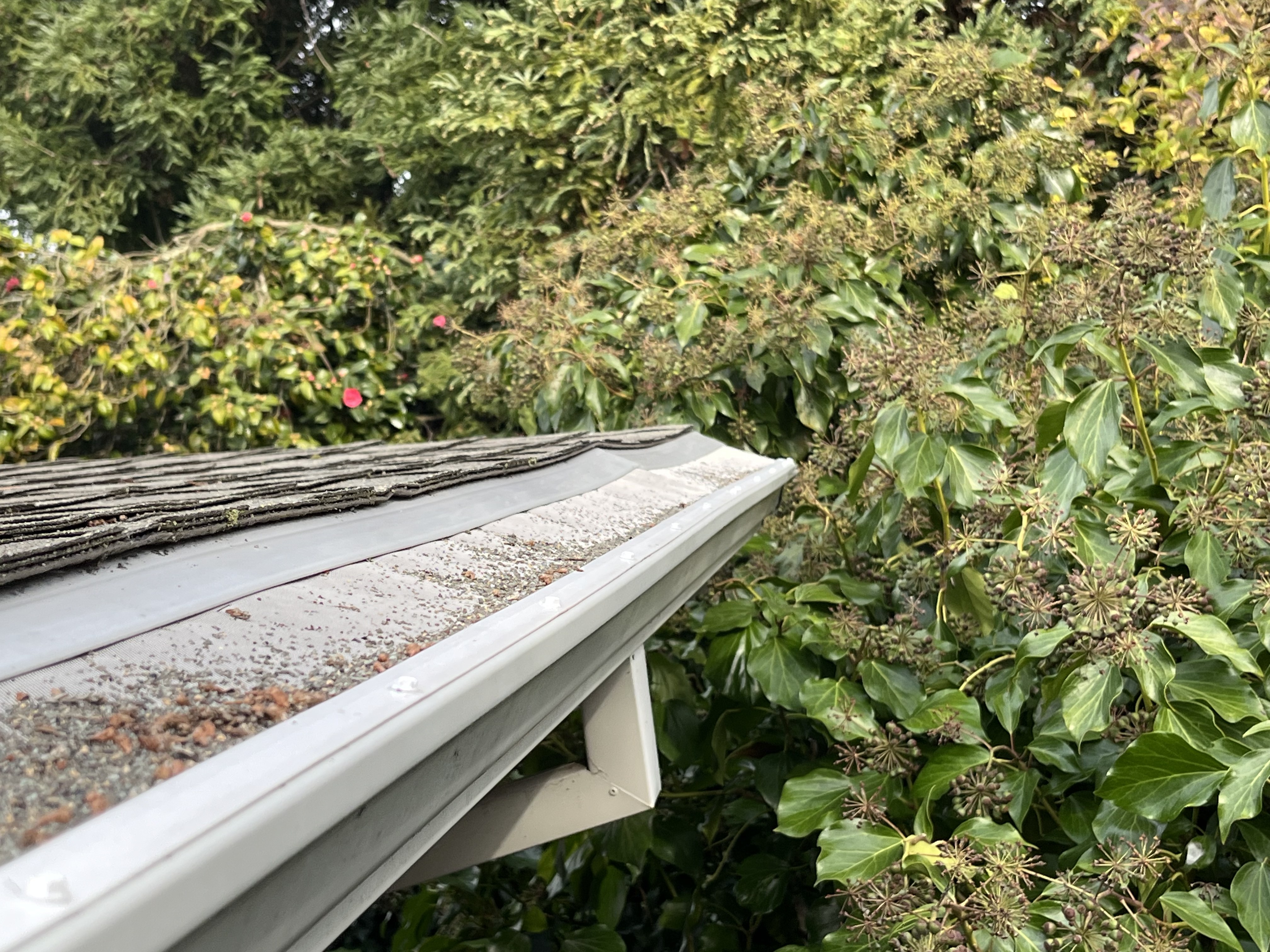 Fine mesh gutter guard with shingle granules accumulating on the top surface; steel fastener screw heads set into the white aluminum gutter — dissimilar-metal contact at the fastener point