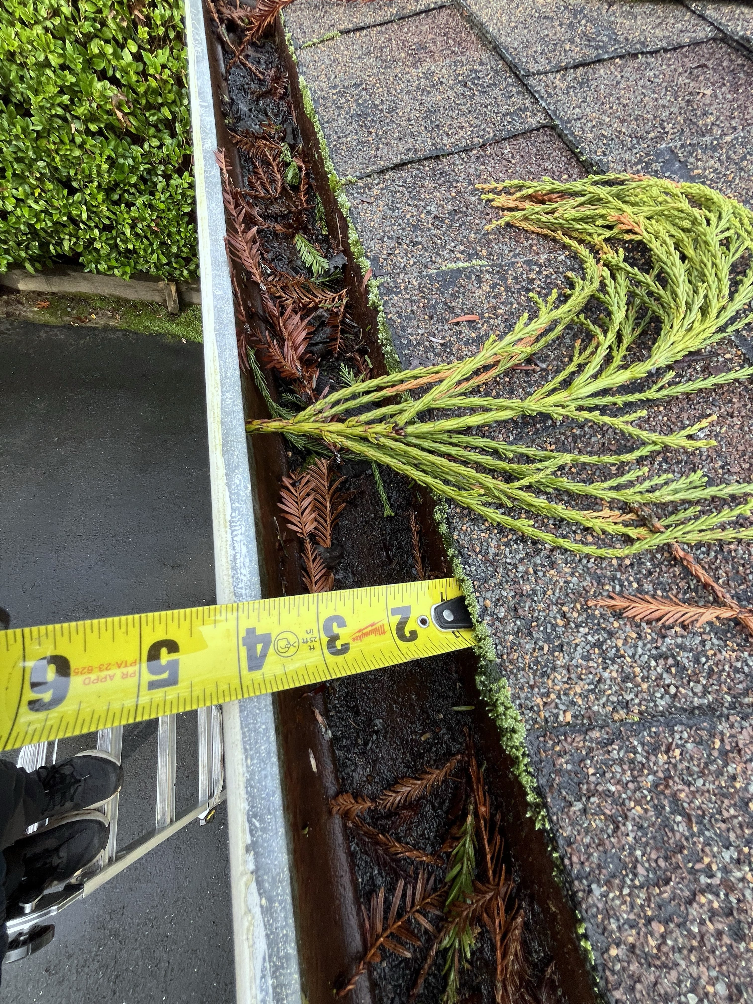 Live redwood fronds draping into a Northern California gutter while a tape measure documents the standing water below them — the regional chemistry happening in one frame