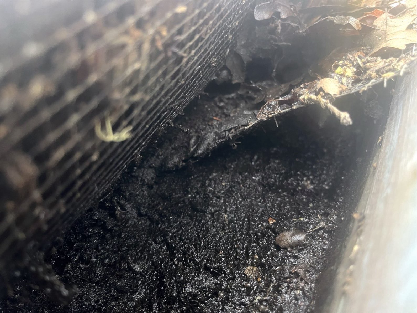 Dense organic debris inside gutter channel — compacted sludge layer providing ideal conditions for plant growth