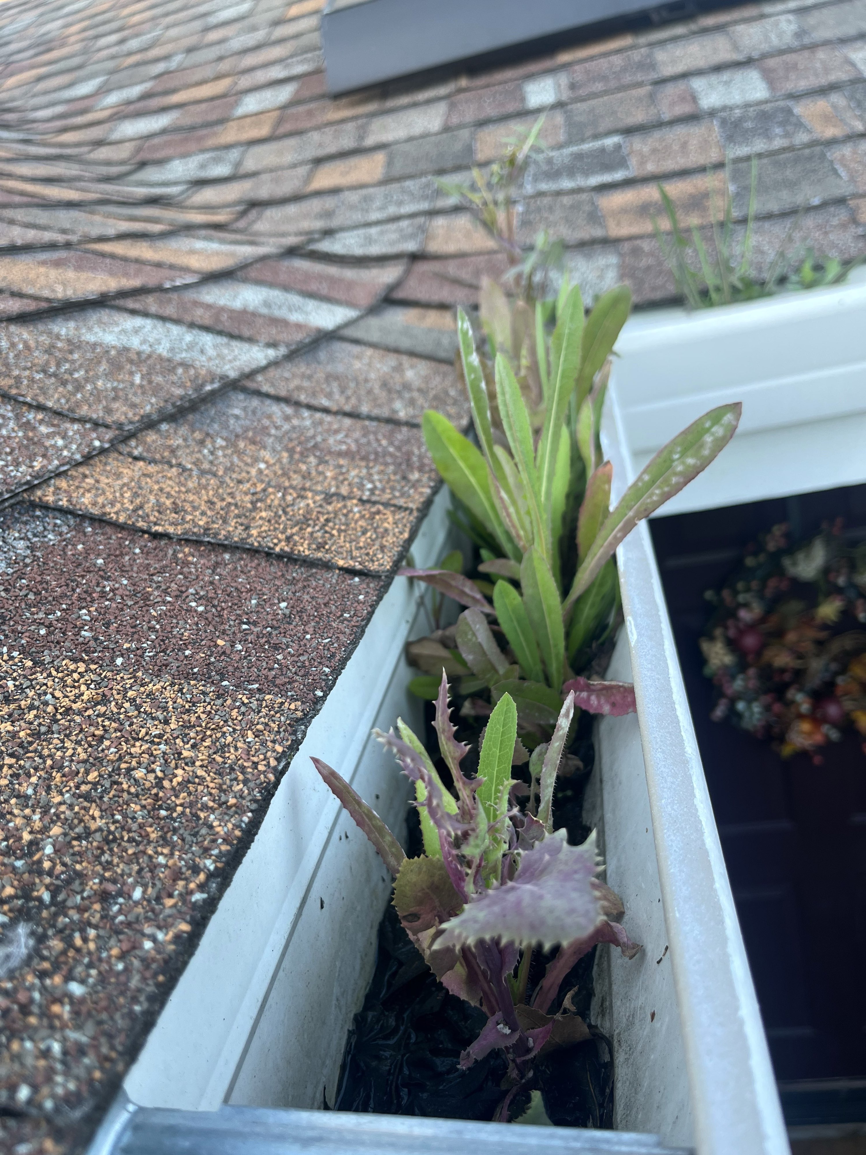 Multiple plant species growing actively inside a gutter on Chadwick Way in Cotati, California — a broadleaf rosette and a grass-blade species both fully rooted in the gutter sludge