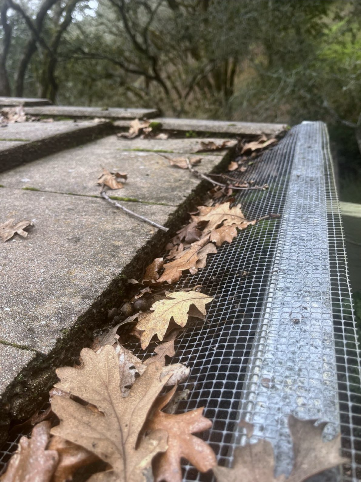 An oak canopy directly above a Northern California gutter run, viewed from the ground — the environmental context that produces years of chemistry