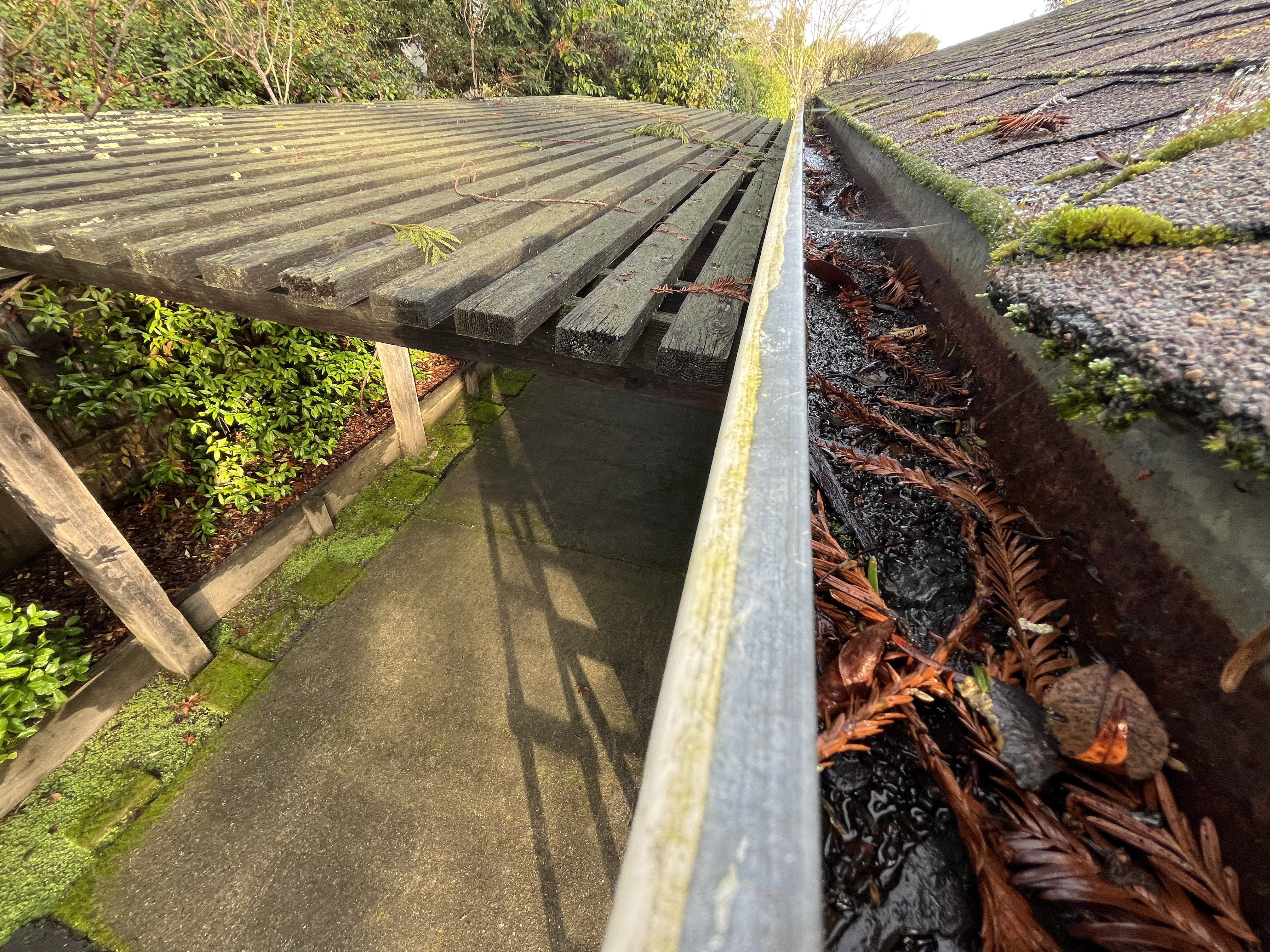 Bright green moss growing on a concrete patio directly below a failing gutter — ground-level evidence of sustained overflow over multiple seasons of redwood frond debris and water deposition