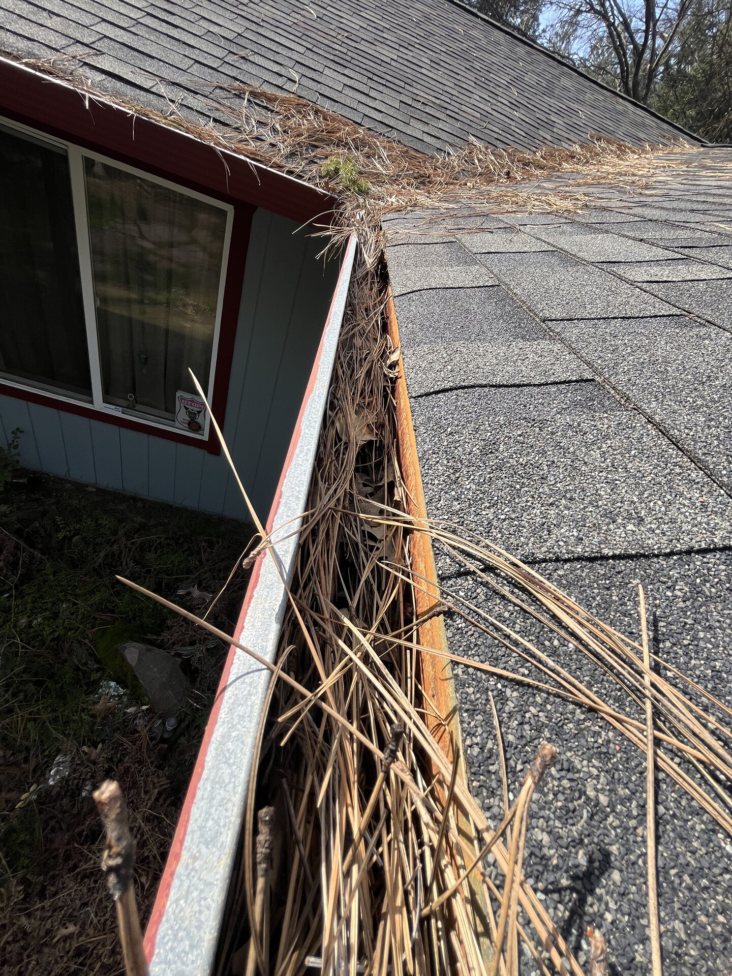 A Northern California gutter packed full of pine needles overflowing above the lip with back wall rust visible behind the needle pack — the source of sustained localized overflow