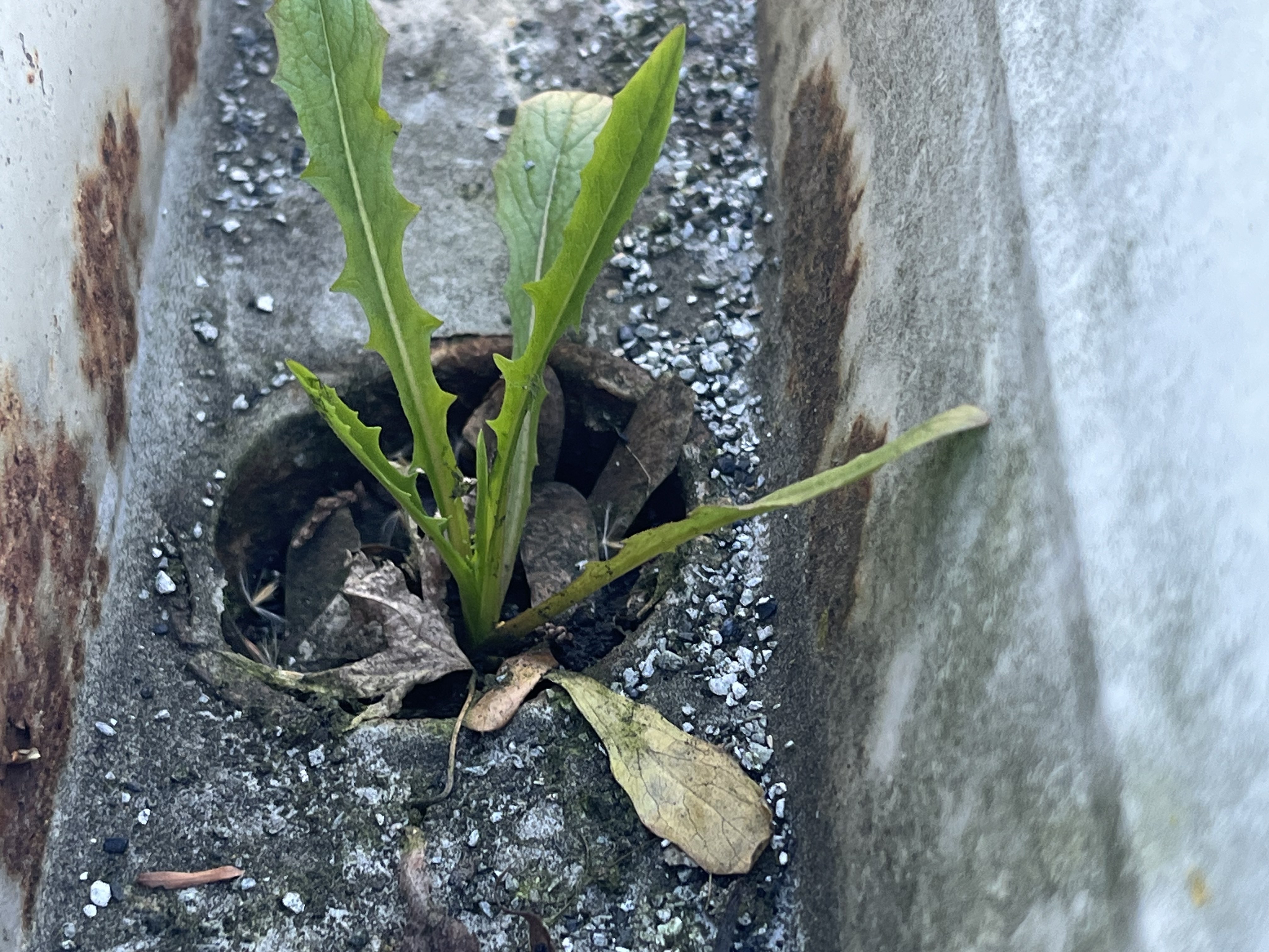 A plant rooted directly through the downspout outlet of a Northern California gutter — the drain itself is the growing medium