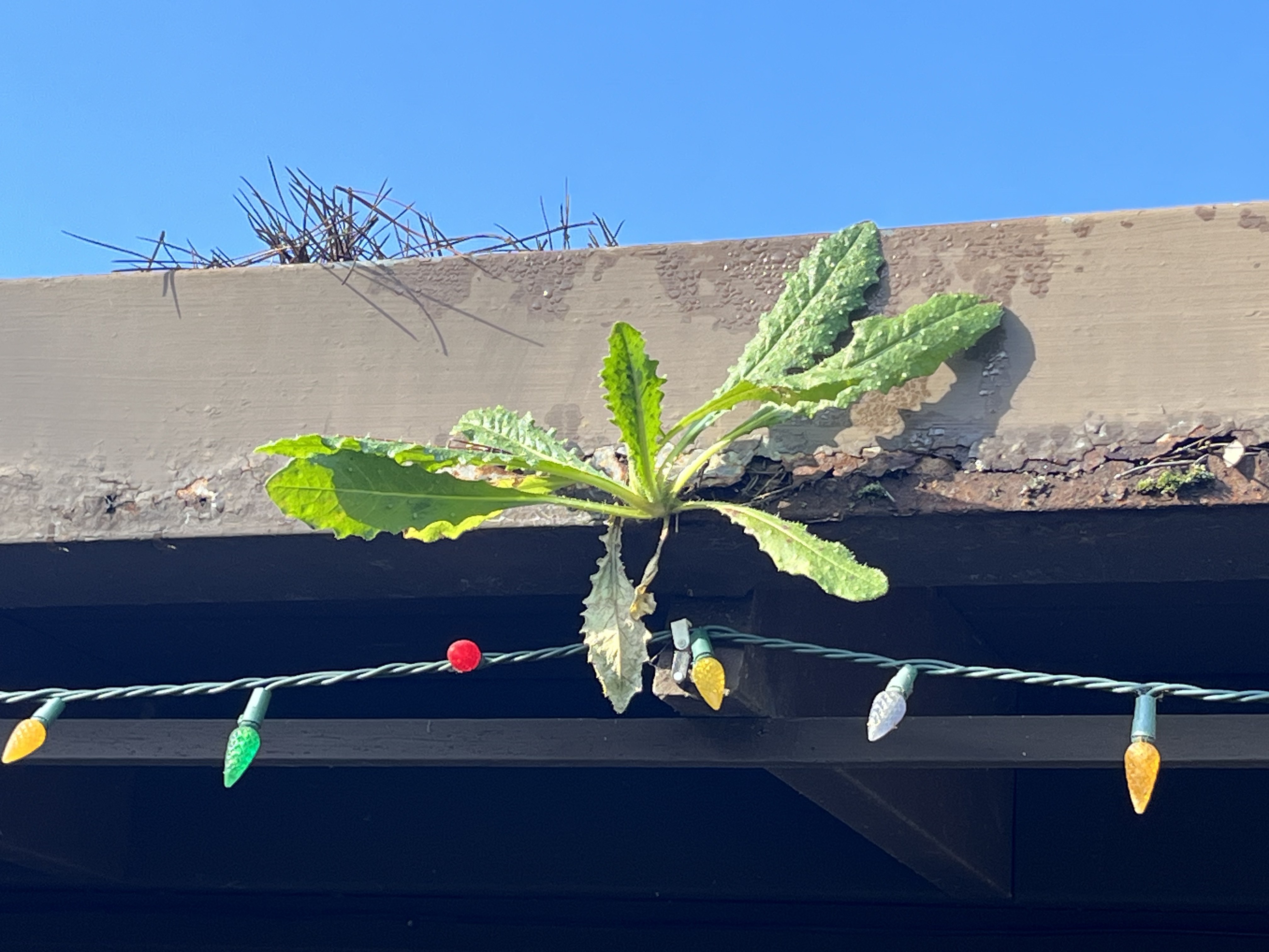 A dandelion-like plant with serrated leaves growing above the lip of a tan-painted Northern California gutter — visible from the ground without a ladder