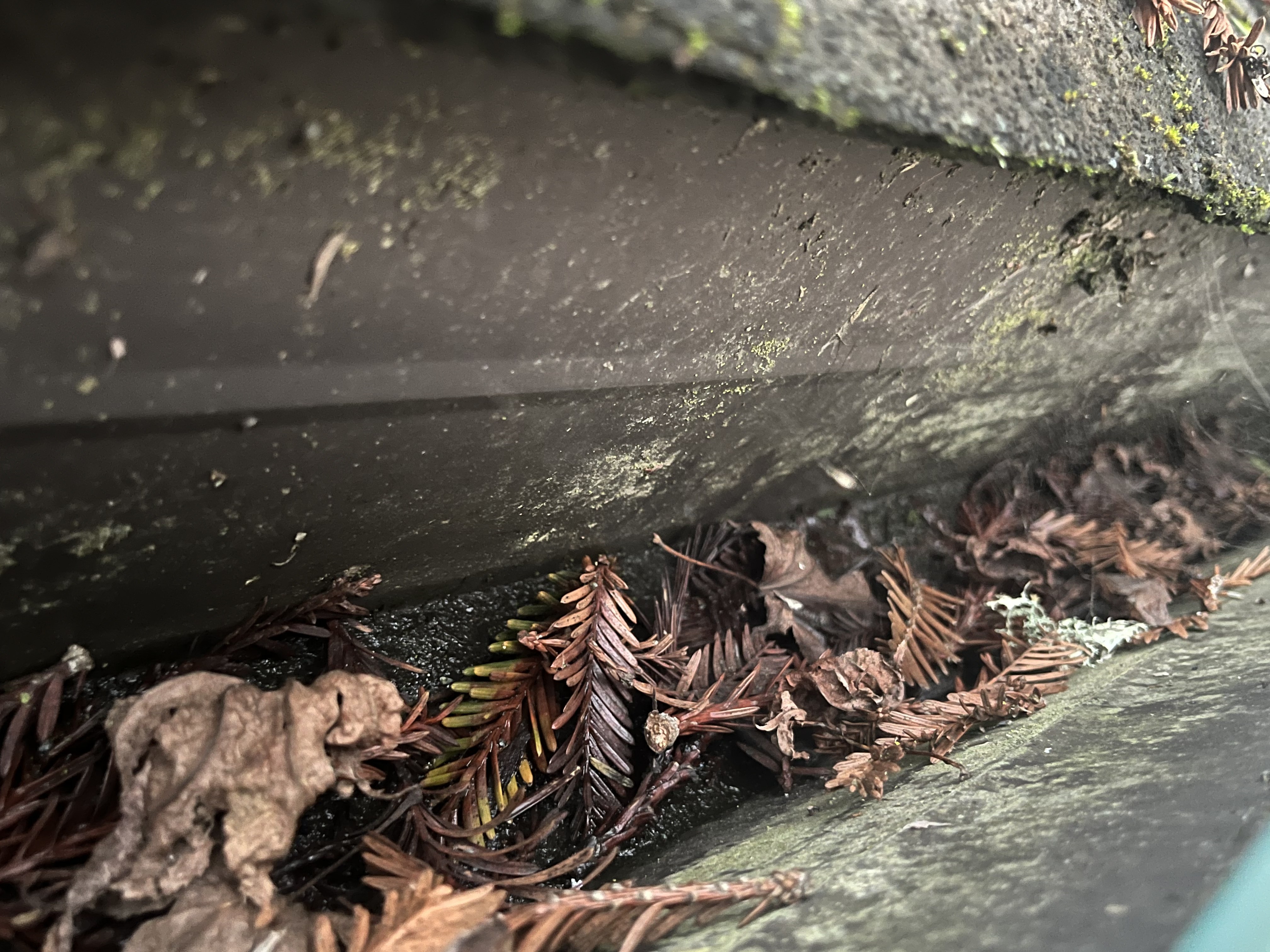 Fresh green redwood fronds layered over brown decomposed prior-season fronds, spider webs, and wet black sludge inside a gutter channel — Northern California field inspection.