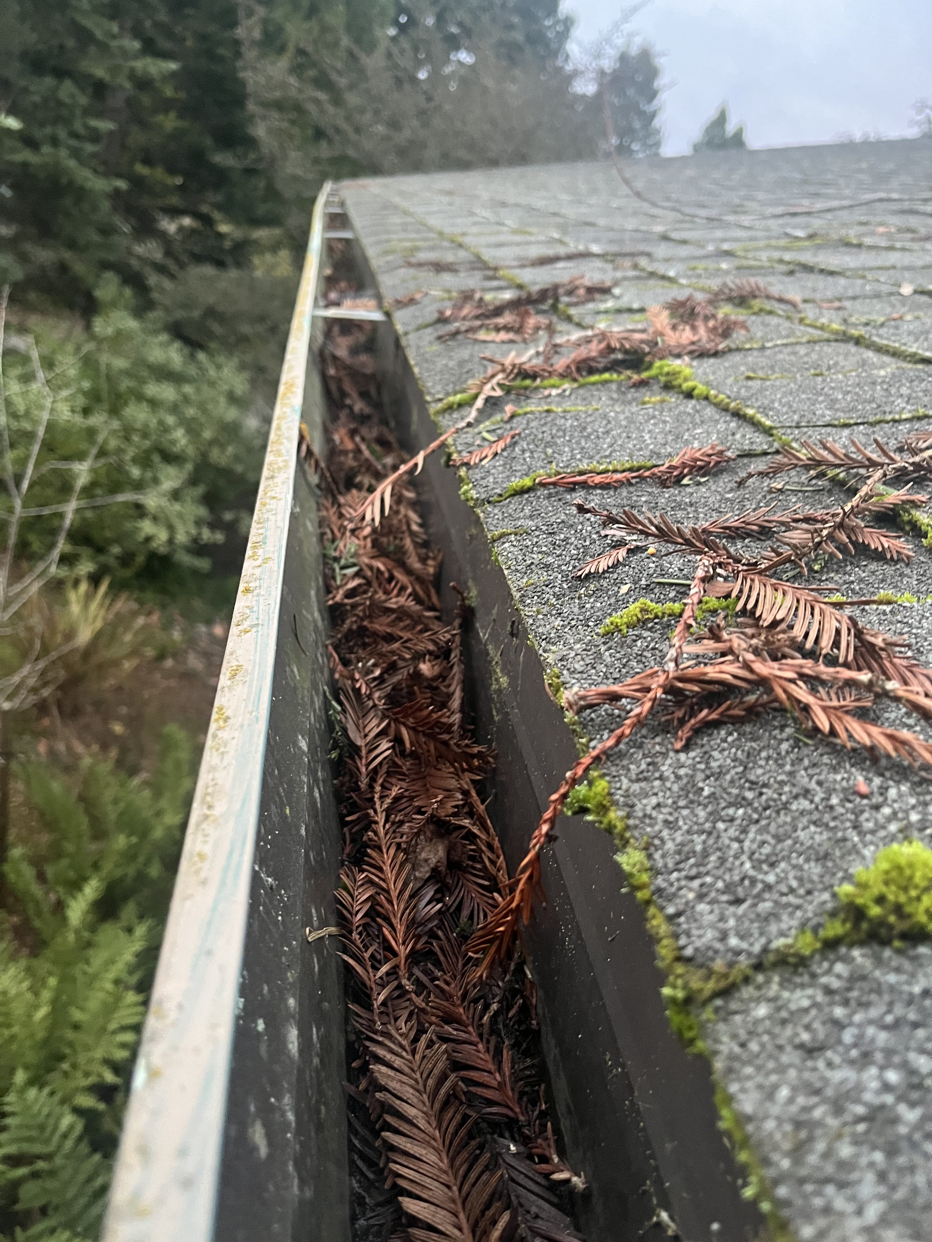 Heavy debris accumulation under gutter guard system — moss colonizing surface after multiple storm seasons without cleaning